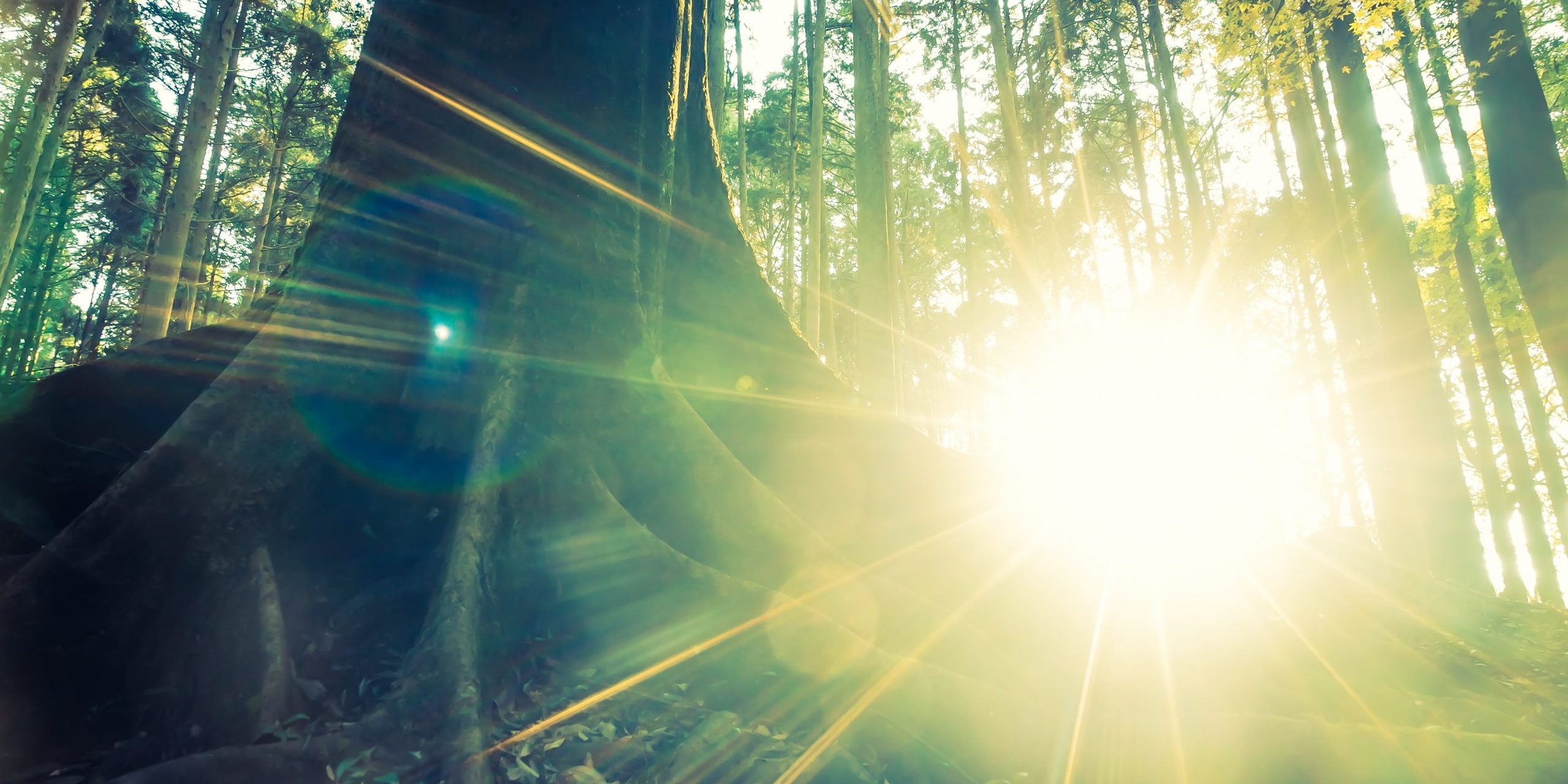 définition et compétences du Leadership